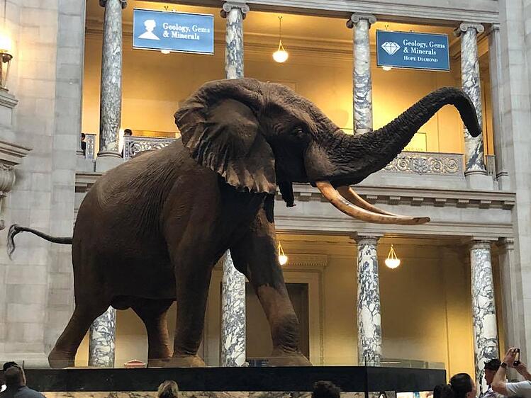Elephant at the Natural History Museum