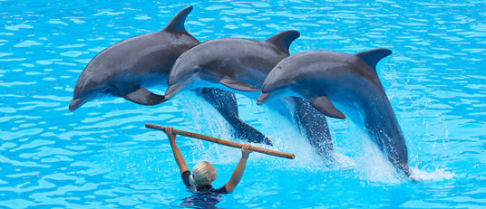 Dolphins at Seaworld jumping over a trainer