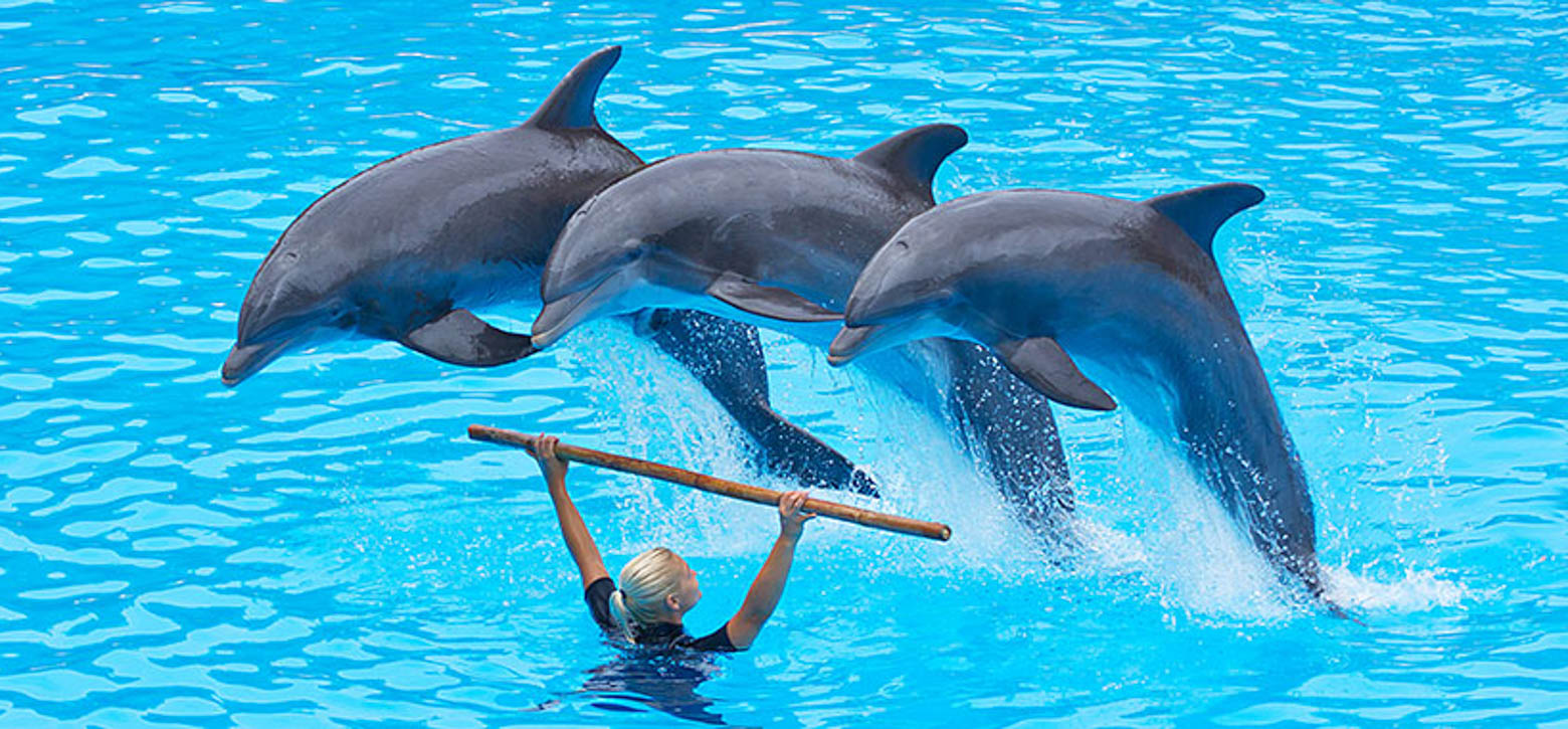 Dolphins at Seaworld jumping over a trainer