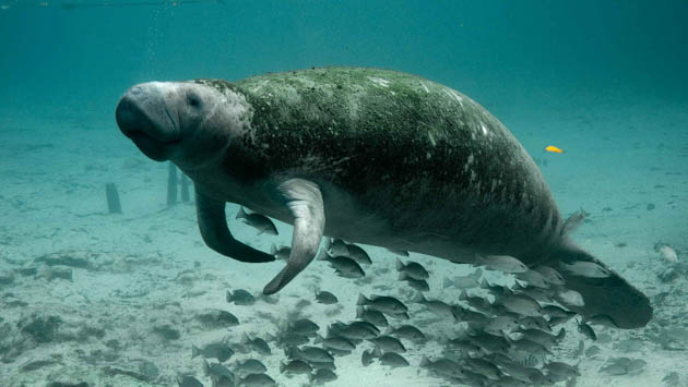 Manatee swimming in the water