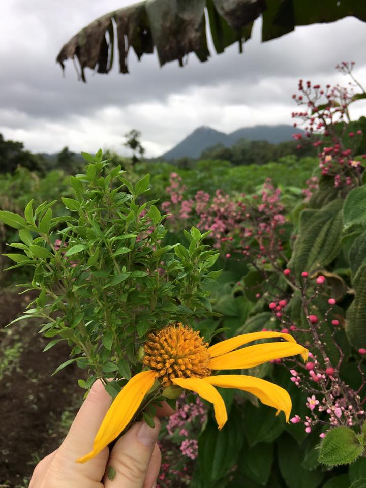 Costa Rica Flower.jpg