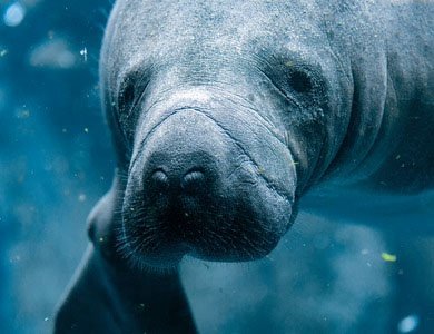 Florida Manatee