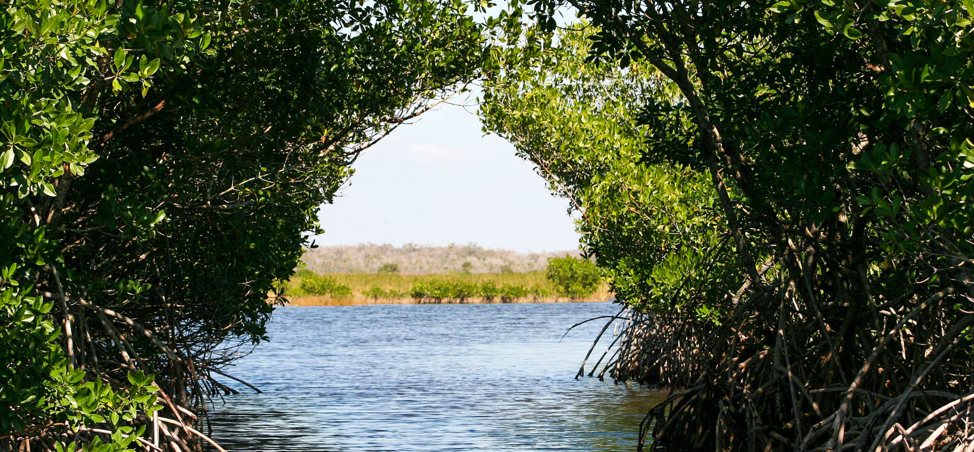 The Everglades