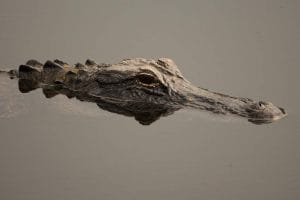 Alligator preservation reserve Florida