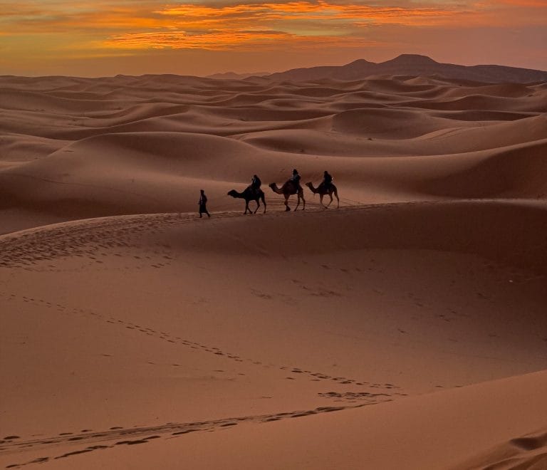 Camel Trek through the Sahara Desert