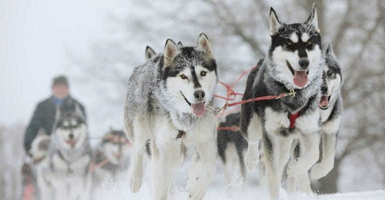 Dog Sledding Adventure