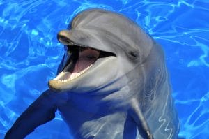 Full day dolphin visit Tour