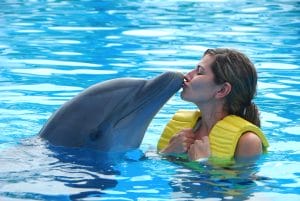 Dolphin park tour in Florida Keys