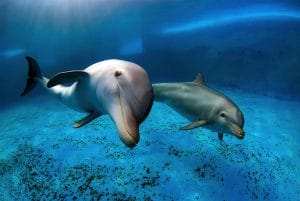 Dolphin reserve in Florida Keys