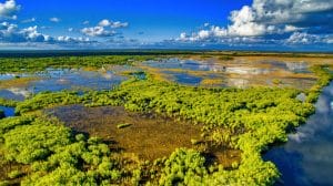 Preserving the Everglades Florida
