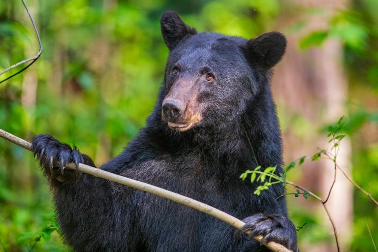 Guided Hike in Great Smoky Mountains National Park