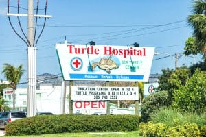 Sea turtle hospital Florida