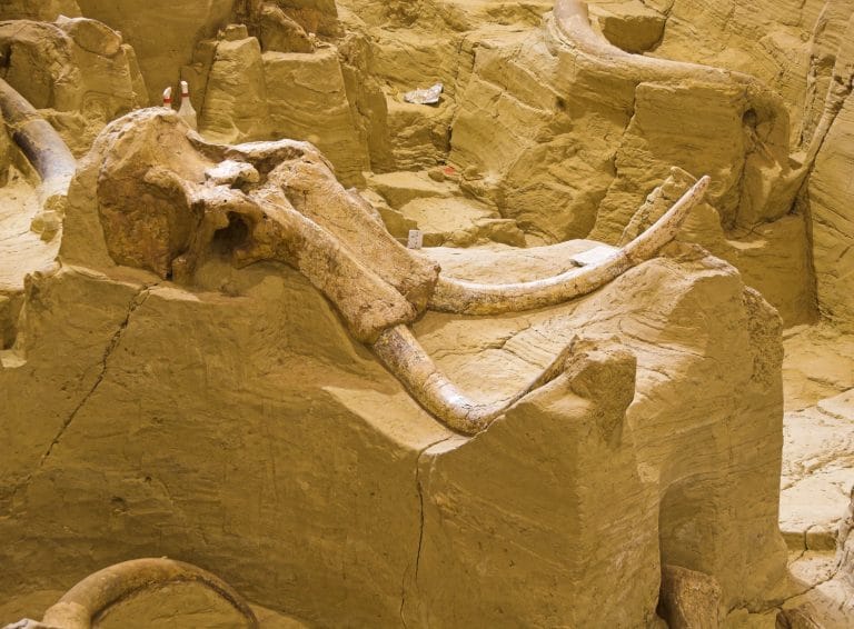 Mammoth Dig Site