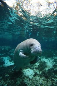 Manatee tour at Florida Keys