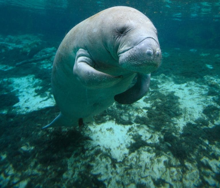 Manatee