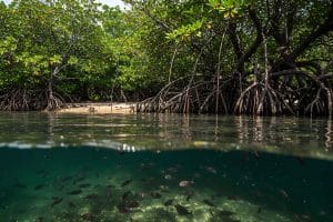 Mangrove ecosystem in Florida Keys