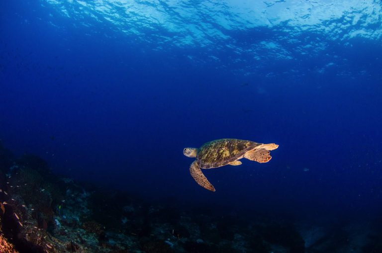 Sea turtle conservation project