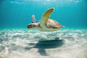 Turtle conservation and rehab Florida