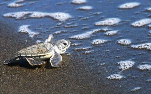 Sea turtle conservation project
