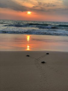 Sea turtle conservation project