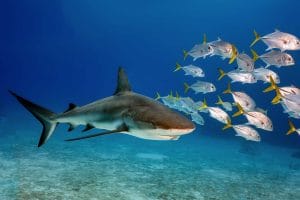 Shark Valley on a Tram Florida