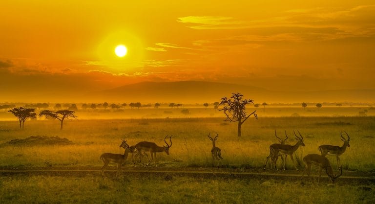 Sunset Game Drive