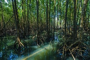 Mangrove national park Florida