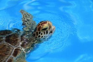 Injured sea turtle conservation center