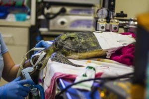 Sea turtle hospital Florida Keys