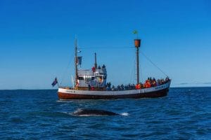 Whale Watching Cruise