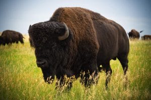 story of the bison
