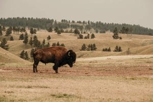 Wind cave national park