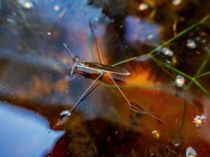 Explore freshwater habitats
