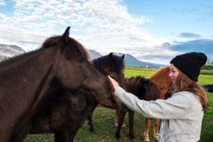 Icelandic Horse Encounter