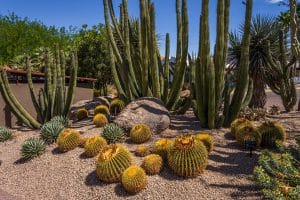 Desert Botanical Garden