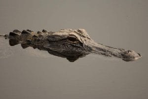 Explore wild life at Florida Keys