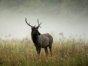 Smoky mountains conservation program