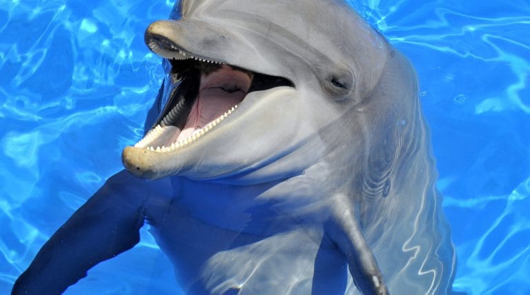 dolphin smiling