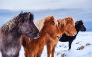 Meet Iceland’s unique horses