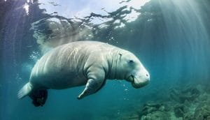 Monkeys and manatees explore tour