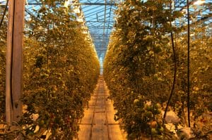 Organic tomatoes greenhouse