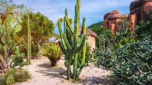 Desert ecosystems Arizona