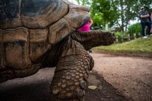 Reptile gardens conservation site