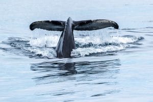 settlement of the vikings