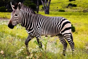 Wild life park Florida